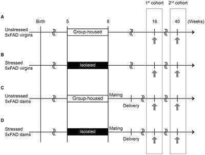 Adolescent stress accelerates postpartum novelty recognition impairment in 5xFAD mice